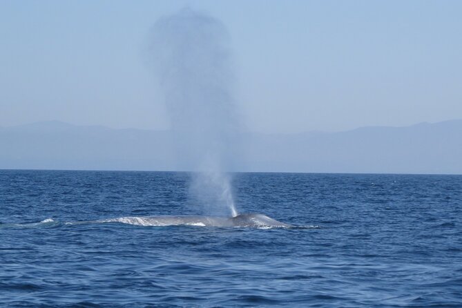 Whale and Dolphin Watching in San Diego - When whale sightings are more likely