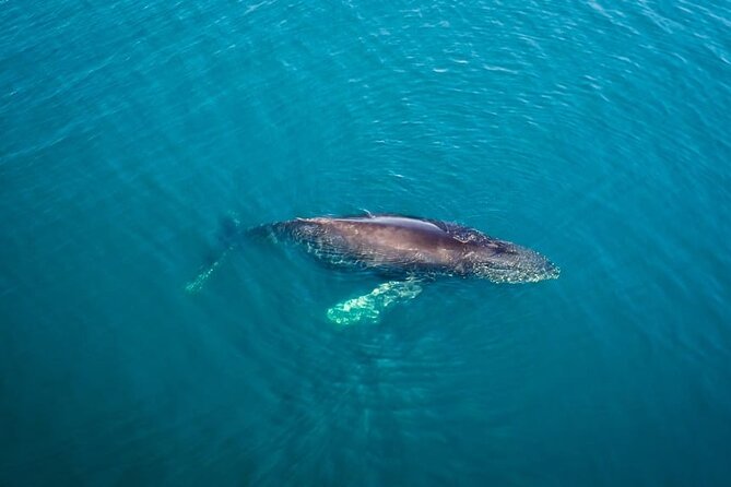 Whale and Dolphin Watching in San Diego Speedboat Tour - From Mission Bay to the open Pacific