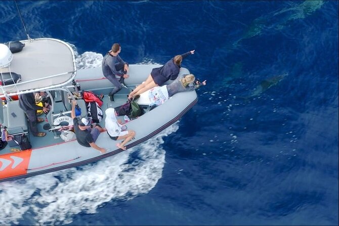 Whale and Dolphin Watching in San Diego Speedboat Tour - Why the six-person limit matters at $199