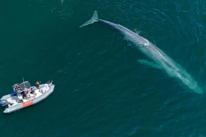 Whale and Dolphin Watching in San Diego Speedboat Tour - Guides, safety, and the tone of the outing