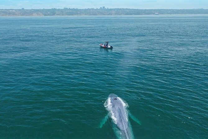 Whale and Dolphin Watching in San Diego Speedboat Tour - The ride itself: thrilling, but not for everyone
