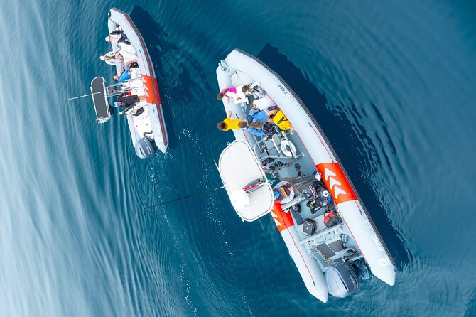 Whale and Dolphin Watching in San Diego Speedboat Tour - Practical planning at Seaforth Marina