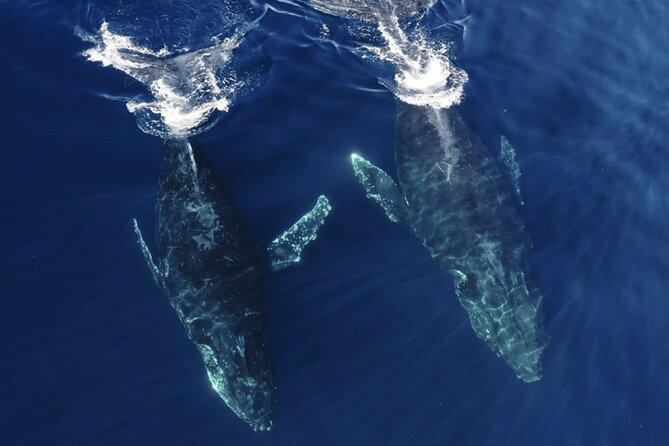 Whale and Dolphin Watching in San Diego Speedboat Tour - Weather, cancellations, and booking conditions