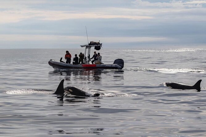 Whale and Dolphin Watching in San Diego Speedboat Tour - What you may see in each season