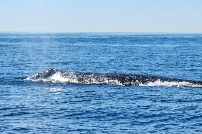 Whale and Dolphin Watching in San Diego - Searching for dolphins, whales, and sea lions