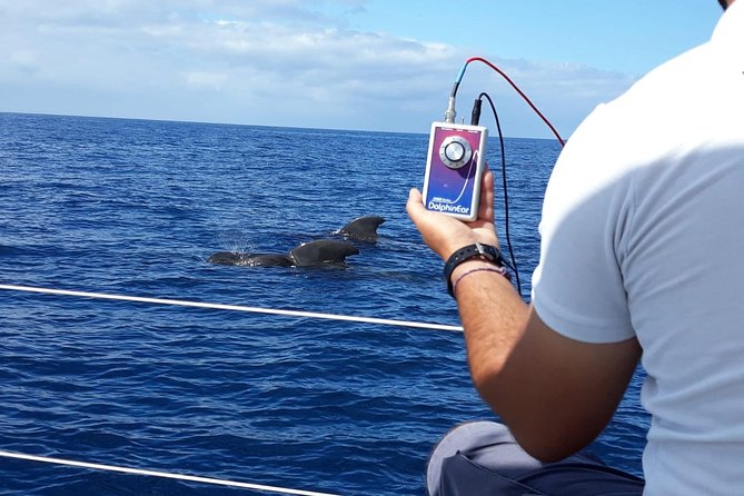 Whale and Dolphin Watching Sailing Boat with Drinks, Snacks and Swimming Time - Captains who shape the experience