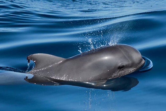 Whale and Dolphin Watching Sailing Boat with Drinks, Snacks and Swimming Time - Who will enjoy these three hours most
