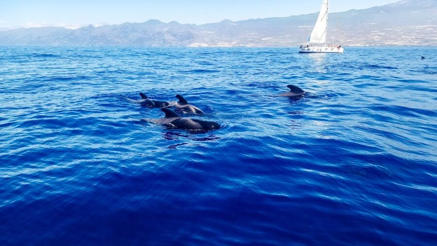 Whale and Dolphin Watching Sailing Tour – Los Gigantes (3H) - Setting out from Los Gigantes