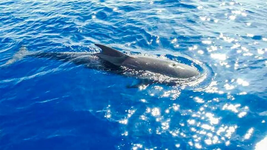 Whale and Dolphin Watching Sailing Tour – Los Gigantes (3H) - Booking details worth knowing