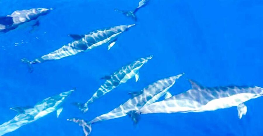 Whale and Dolphin Watching Sailing Tour – Los Gigantes (3H) - Swimming and snorkeling in a sheltered cove