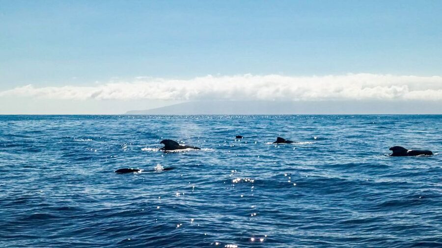 Whale and Dolphin Watching Sailing Tour – Los Gigantes (3H) - Cold tapas, fruit, and drinks aboard El Mojo Picón