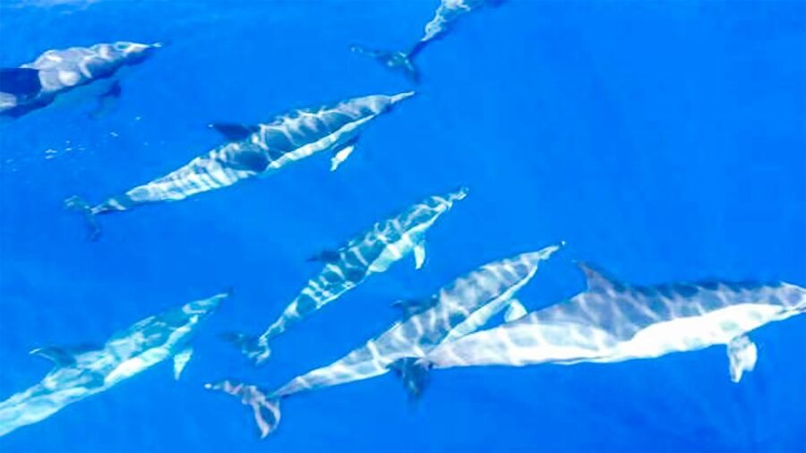Whale and Dolphin Watching Sailing Tour – Los Gigantes (3H) - The 600-meter Cliffs of the Giants from the water