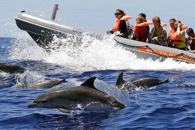 Whale and Dolphin Watching Tour from Funchal - Key points before you book