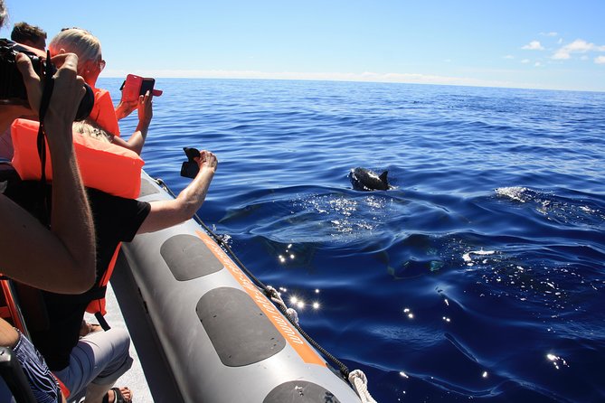 Whale and Dolphin Watching Tour from Funchal - What the Funchal departure is really like