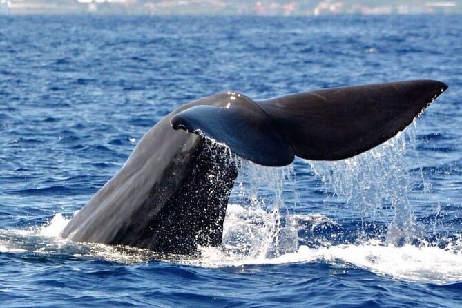 Whale and Dolphin Watching Tour from Funchal - The boat ride and comfort question