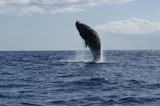 Whale and Dolphin Watching Tour from Funchal - Snorkelling and the possibility of swimming