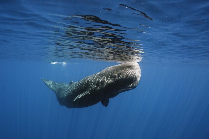 Whale and Dolphin Watching Tour from Funchal - How the second-trip promise affects value