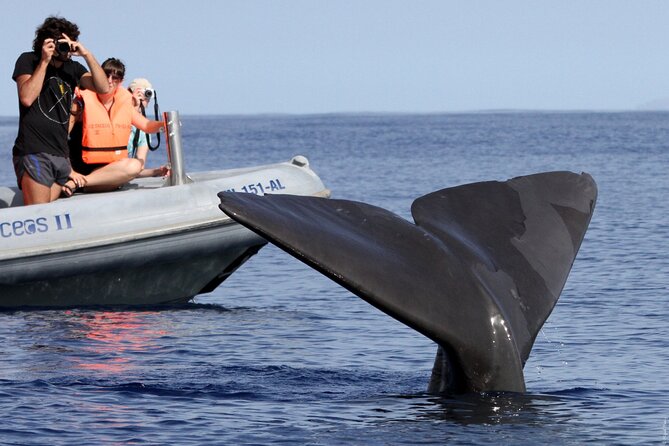 Whale and Dolphin Watching Tour from Funchal - Who will enjoy this most