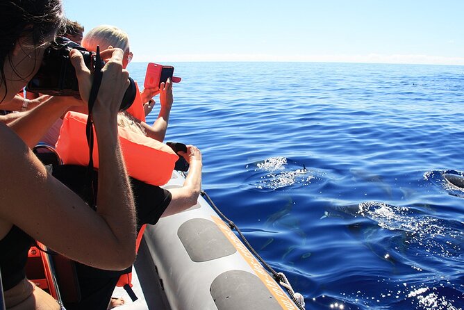 Whale and Dolphin Watching Tour from Funchal - Should you book the Funchal whale tour?