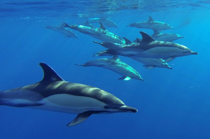 Whale and Dolphin Watching Tour from Funchal - Searching for dolphins, whales, and turtles
