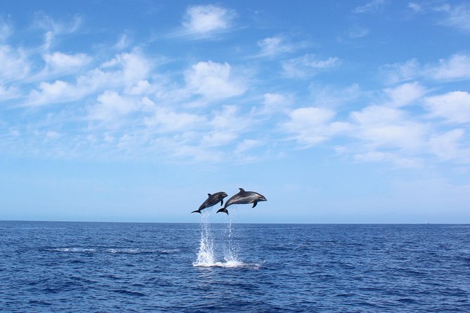 Whale and Dolphin Watching Tour in Madeira - Key points at a glance