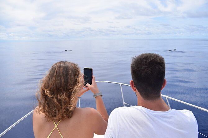 Whale and Dolphin Watching Tour in Madeira - Watching for dolphins and whales off Madeira