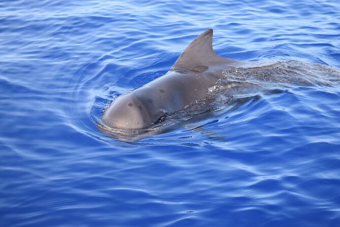Whale and Dolphin Watching Tour in Madeira - Swimming and snorkeling in clear water