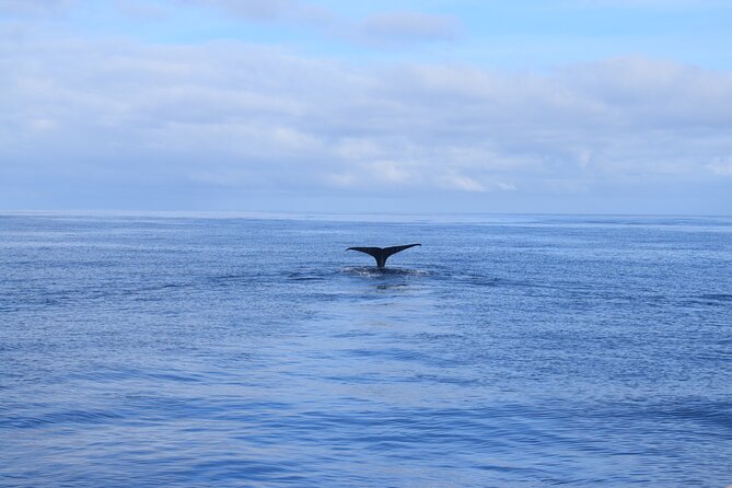 Whale and Dolphin Watching Tour in Madeira - Is $83.44 a fair price?