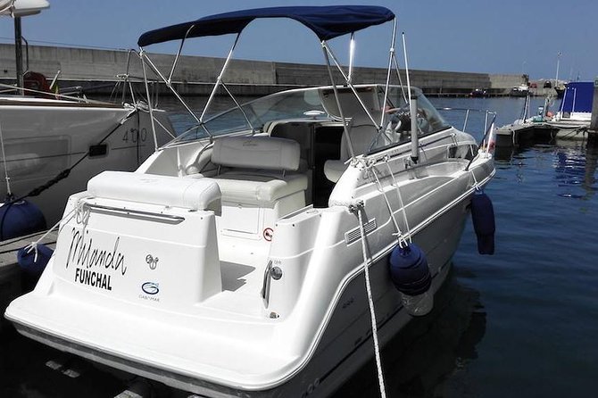 Whale and Dolphin Watching Tour in Madeira - Seeing Madeira from the water