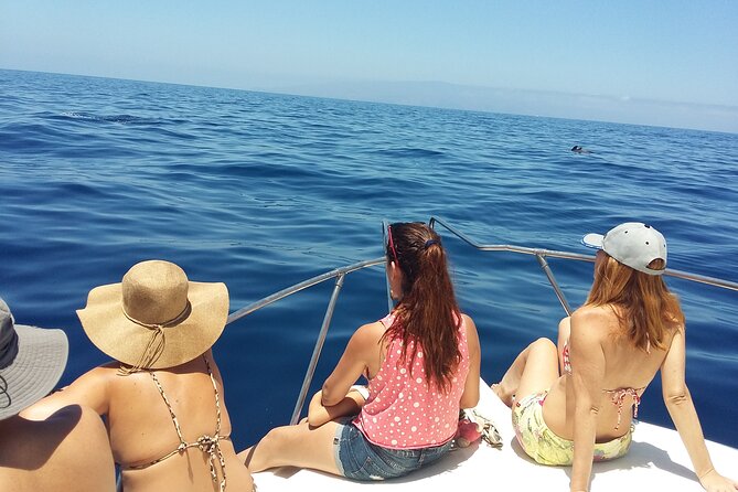 Whale and dolphin watching tour Los Gigantes and Masca in small groups - Why this boat trip works well in Tenerife