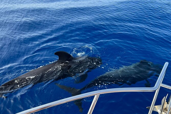 Whale and dolphin watching tour Los Gigantes and Masca in small groups - Watching whales, dolphins, and Tenerife’s marine life