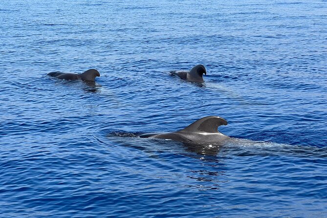 Whale and dolphin watching tour Los Gigantes and Masca in small groups - Setting out from Playa San Juan at 10:00 am