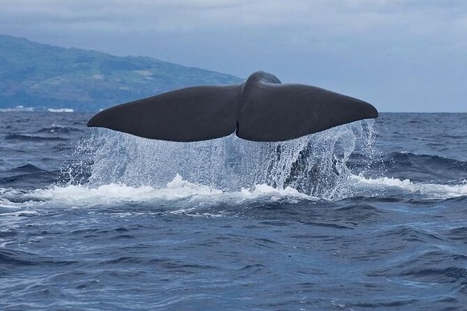Whale and Dolphin Watching Tour on Pico Island - Key points to know before booking