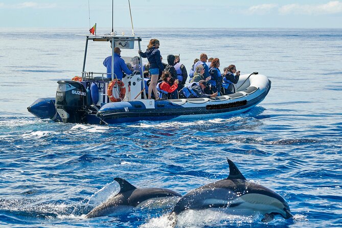 Whale and Dolphin Watching Tour on Pico Island - Searching open water for whales and dolphins