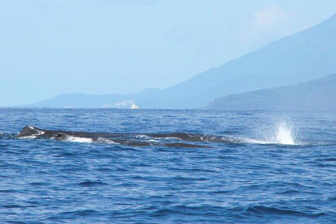 Whale and Dolphin Watching Tour on Pico Island - Is $78.10 a fair price?