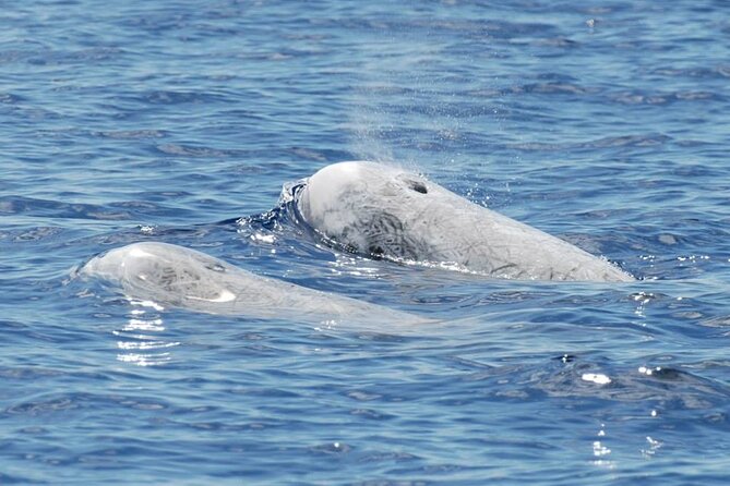 Whale and Dolphin Watching Tour on Pico Island - Who will enjoy this Pico excursion most?