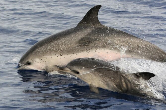 Whale and Dolphin Watching Tour on Pico Island - Timing, weather, and practical planning