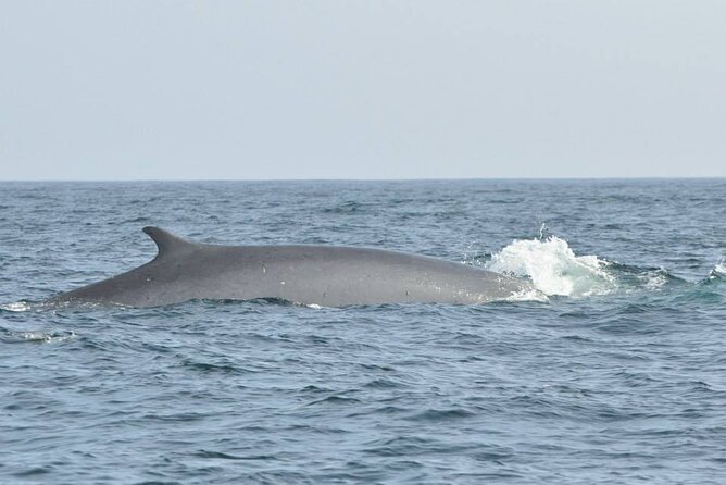 Whale and Dolphin Watching Tour on Pico Island - What to expect from the viewing itself