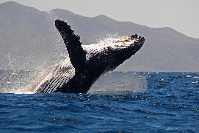 Whale and Dolphin Watching with a Biologist in Puerto Vallarta - Why this Puerto Vallarta whale trip feels different