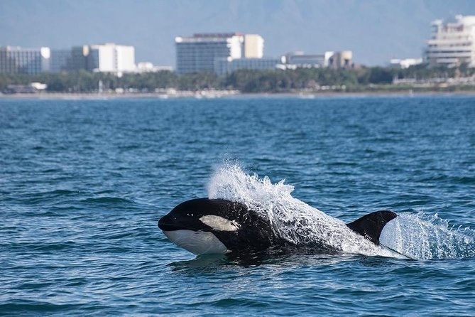 Whale and Dolphin Watching with a Biologist in Puerto Vallarta - Dolphins, turtles, mantas, and other sightings