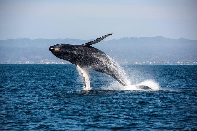 Whale and Dolphin Watching with a Biologist in Puerto Vallarta - Comfort, safety, and practical limits