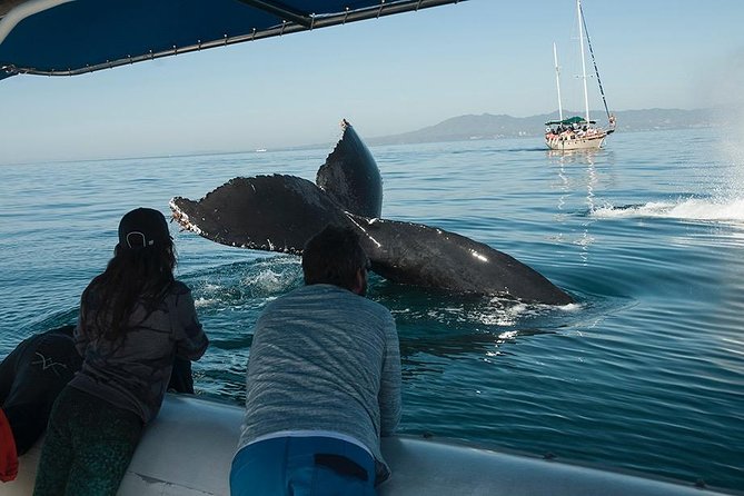 Whale and Dolphin Watching with a Biologist in Puerto Vallarta - Finding the humpback whales