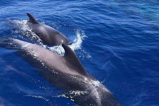 Whale and Dolphin Watching Yacht Trip in Puerto Colon - Beer, Wine, and Baguettes at Sea