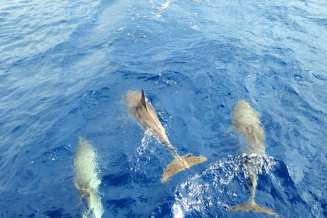 Whale and Dolphin Watching Yacht Trip in Puerto Colon - Is $62.56 Good Value?