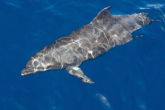 Whale and Dolphin Watching Yacht Trip in Puerto Colon - Leaving Puerto Colón for the Open Water