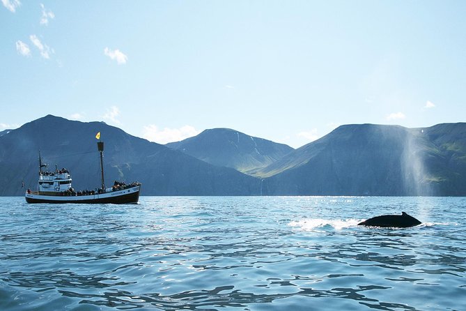Whale and Puffin Watching around Skjálfandi Bay from Husavik - Quick points to know