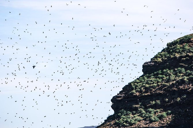 Whale and Puffin Watching around Skjálfandi Bay from Husavik - Warm gear, snacks, and life on the boat