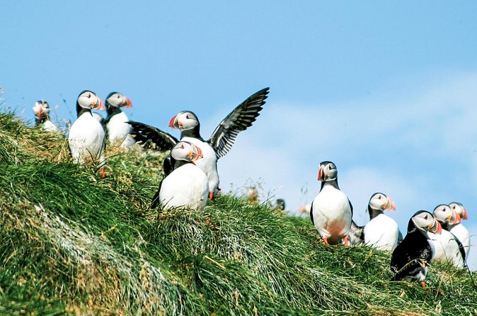 Whale and Puffin Watching around Skjálfandi Bay from Husavik - Weather can change the whole plan