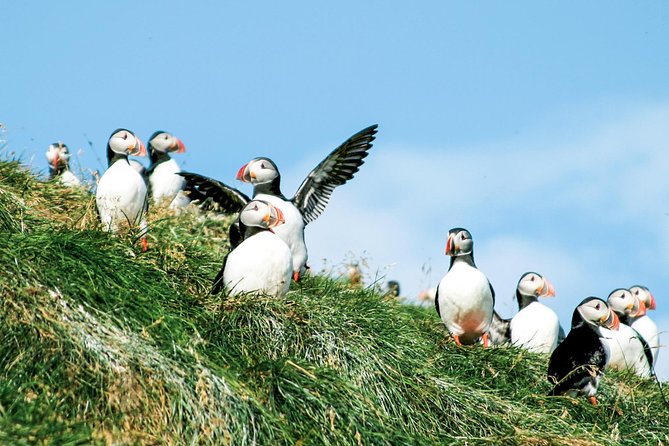 Whale and Puffin Watching around Skjálfandi Bay from Husavik - Is $139.08 a fair price?
