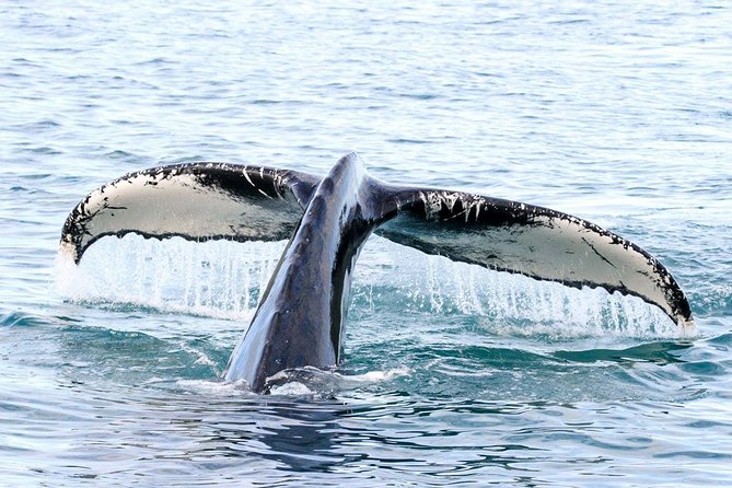 Whale and Puffin Watching around Skjálfandi Bay from Husavik - How to plan your Húsavík day